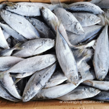 الشركات المصنعة Seafrozen Horse Mackerel 16 سم+ معايير الاتحاد الأوروبي